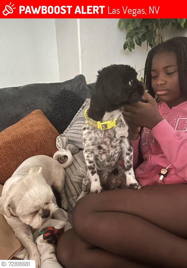 Lost Female Dog last seen Deer springs & Beloved , Las Vegas, NV 89149