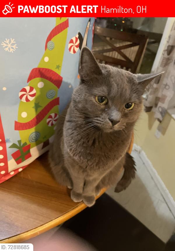 Lost Female Cat last seen Near Lake Michigan Dr, Hamilton, OH 45014