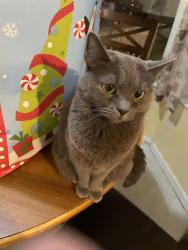 Lost Female Cat last seen Near Lake Michigan Dr, Hamilton, OH 45014