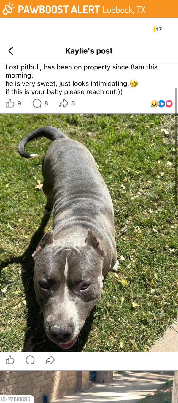 Found/Stray Male Dog last seen fountains apmts, Lubbock, TX 79401