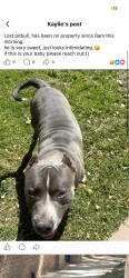 Found/Stray Male Dog last seen fountains apmts, Lubbock, TX 79401