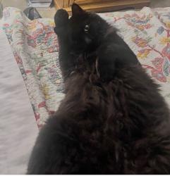 Lost Male Cat last seen Southern and 32nd st Country side eatates Mesa, Mesa, AZ 85204