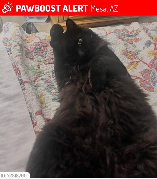 Lost Male Cat last seen Southern and 32nd st Country side eatates Mesa, Mesa, AZ 85204