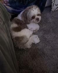 Lost Male Dog last seen Near rosehill Rd 300 lenexa , Lenexa, KS 66215