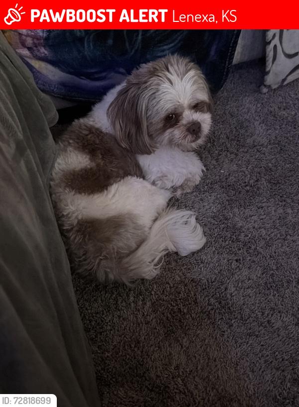 Lost Male Dog last seen Near rosehill Rd 300 lenexa , Lenexa, KS 66215