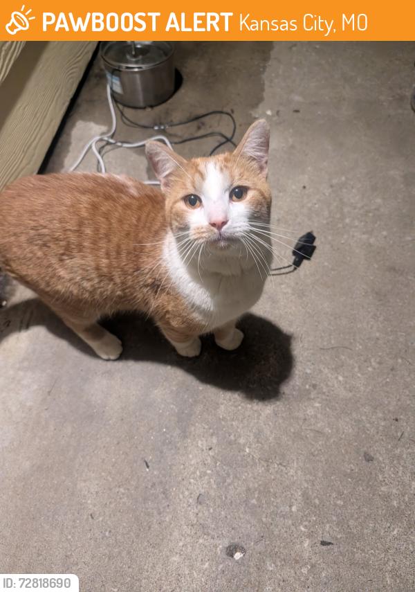 Found/Stray Male Cat last seen NW 82nd Street and Hickory, Kansas City, MO 64118
