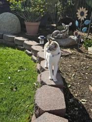 Lost Female Cat last seen Brittney and Hageman.  Behind the apmts in the residential streets., Bakersfield, CA 93312