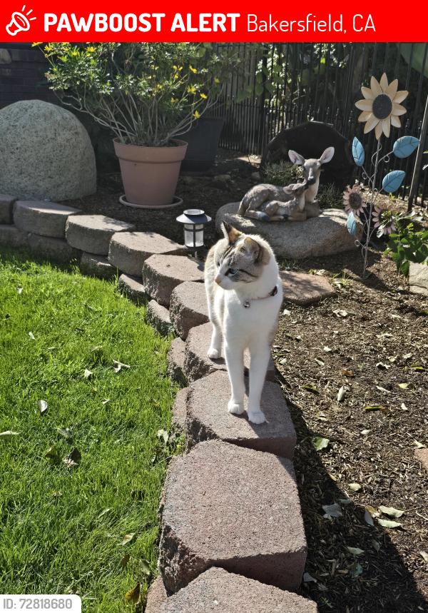 Lost Female Cat last seen Brittney and Hageman.  Behind the apmts in the residential streets., Bakersfield, CA 93312