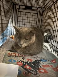 Reunited Female Cat last seen Chandler Blvd and Alma School, Chandler, AZ 85224