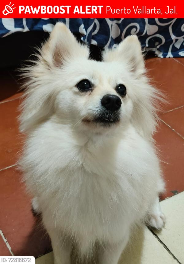 Lost Female Dog last seen Río de la.plata , Puerto Vallarta, Jal. 48340
