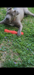 Lost Male Dog last seen Block around wall street , St. Louis, MO 63147
