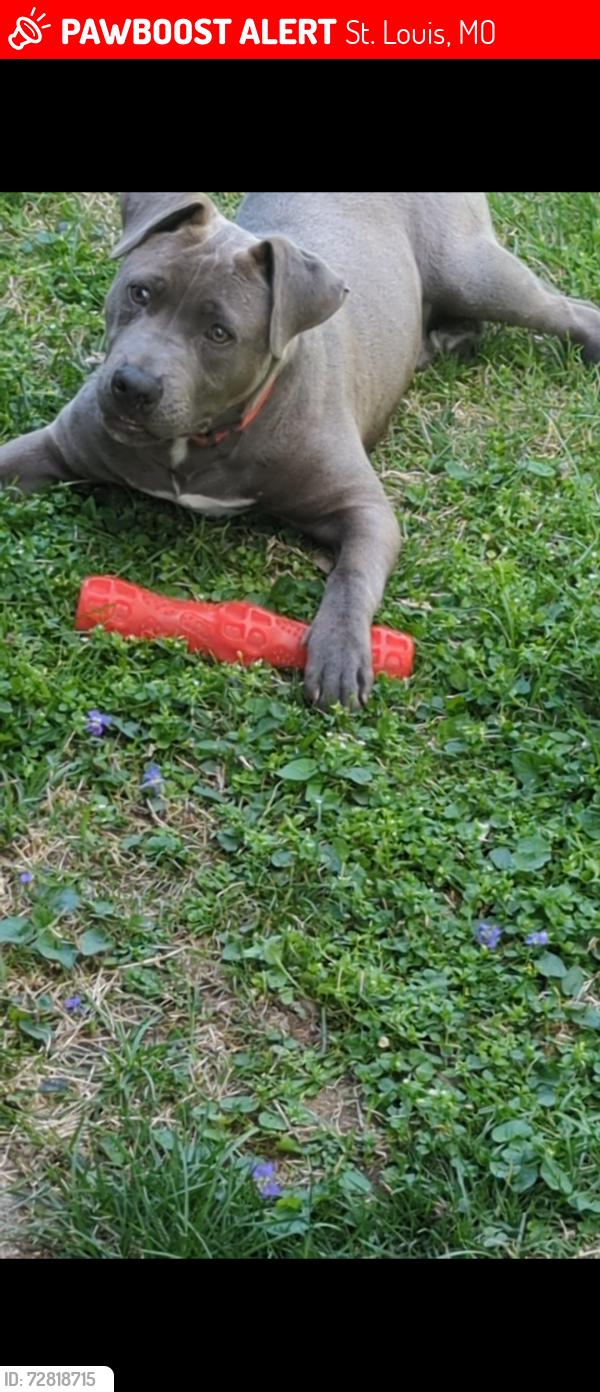 Lost Male Dog last seen Block around wall street , St. Louis, MO 63147