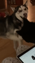 Lost Female Dog last seen Hampden and Chambers, Aurora, CO 80013