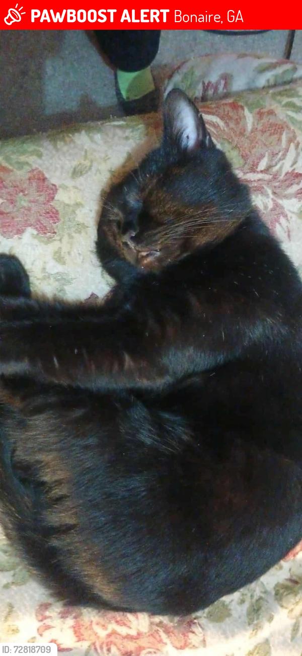 Lost Male Cat last seen Near and Moody road , Bonaire, GA 31005