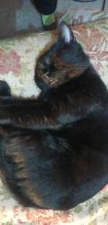 Lost Male Cat last seen Near and Moody road , Bonaire, GA 31005