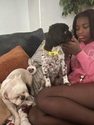 Found/Stray Female Dog last seen Durango & Deer Springs , Las Vegas, NV 89149