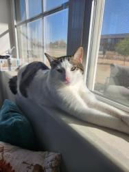Lost Male Cat last seen 53rd and Tyler, Maize, KS 67101