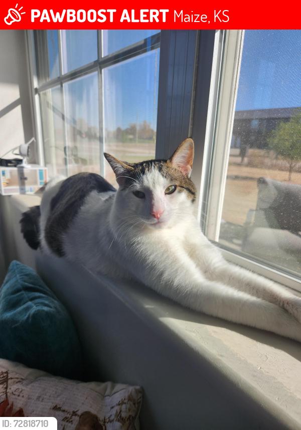 Lost Male Cat last seen 53rd and Tyler, Maize, KS 67101