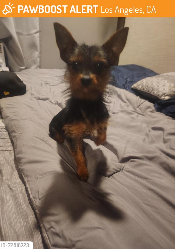 Found/Stray Male Dog last seen Tunney and roscoe, Los Angeles, CA 91324