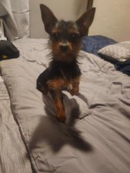 Found/Stray Male Dog last seen Tunney and roscoe, Los Angeles, CA 91324