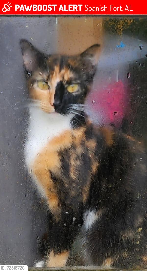 Lost Female Cat last seen Hwy 31 & 98, Spanish Fort, AL 36527