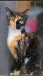 Lost Female Cat last seen Hwy 31 & 98, Spanish Fort, AL 36527