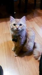 Lost Male Cat last seen Near Tereticornis Ave, Lake Elsinore, CA 92532