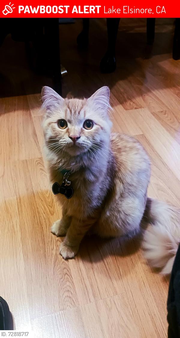 Lost Male Cat last seen Near Tereticornis Ave, Lake Elsinore, CA 92532