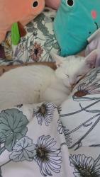 Lost Male Cat last seen Knox Ridge apmts , Knoxville, TN 37920