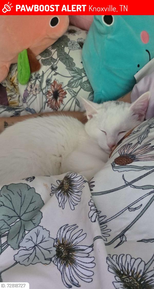 Lost Male Cat last seen Knox Ridge apmts , Knoxville, TN 37920