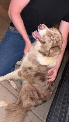 Found/Stray Male Dog last seen pleasant valley road, El Dorado County, CA 95667