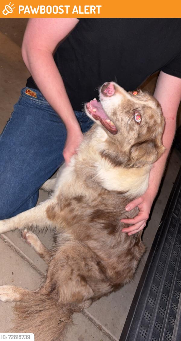 Found/Stray Male Dog last seen pleasant valley road, El Dorado County, CA 95667