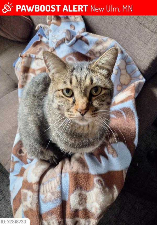 Lost Male Cat last seen 12th St North & Jefferson St, New Ulm, MN 56073