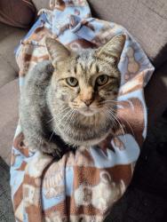 Lost Male Cat last seen 12th St North & Jefferson St, New Ulm, MN 56073