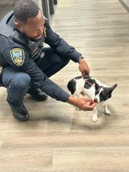 Found/Stray Male Dog last seen Nevada Street/Highway 49, Auburn, CA 95603