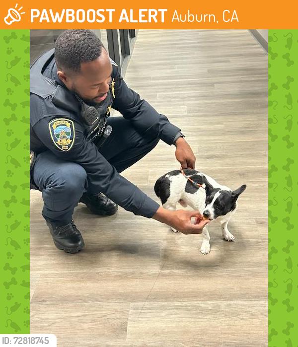 Found/Stray Male Dog last seen Nevada Street/Highway 49, Auburn, CA 95603