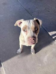 Lost Male Dog last seen Isleta/Blake area, Albuquerque, NM 87105