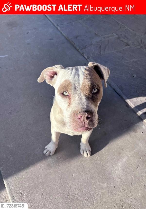 Lost Male Dog last seen Isleta/Blake area, Albuquerque, NM 87105