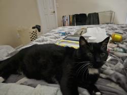 Lost Female Cat last seen Near Decatur and Auzure, Las Vegas, NV 89130