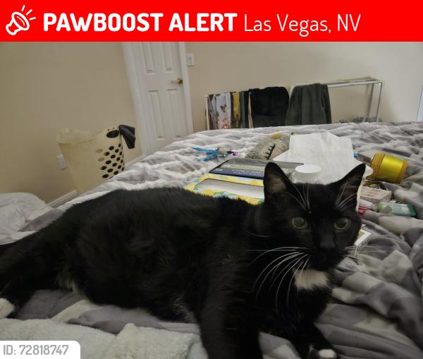 Lost Female Cat last seen Near Decatur and Auzure, Las Vegas, NV 89130