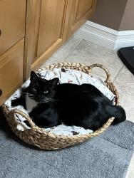 Lost Male Cat last seen Puddingstone and willamette meridian , Kitsap County, WA 98383