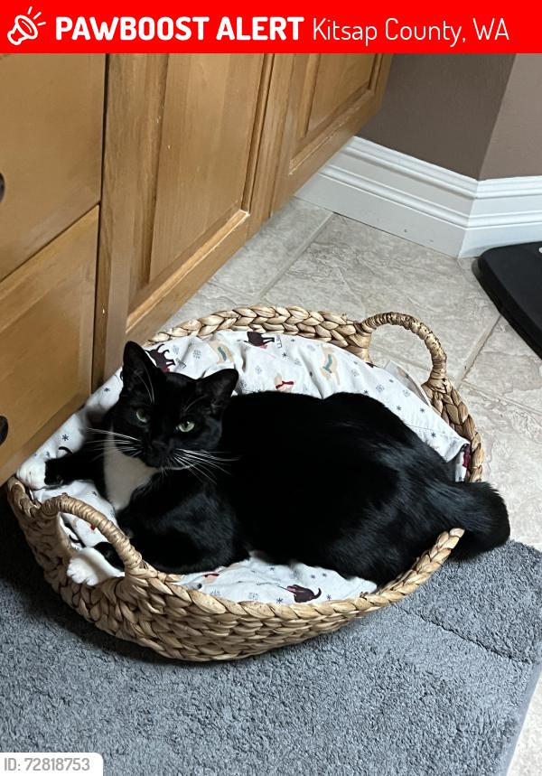 Lost Male Cat last seen Puddingstone and willamette meridian , Kitsap County, WA 98383