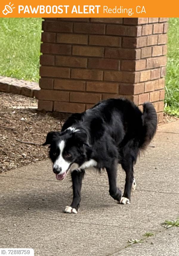 Found/Stray Female Dog last seen Templeton Drive, Redding, CA 96002