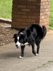 Found/Stray Female Dog last seen Templeton Drive, Redding, CA 96002