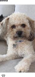 Lost Male Dog last seen 101st Street and Freeman Ave in Inglewood , Inglewood, CA 90304