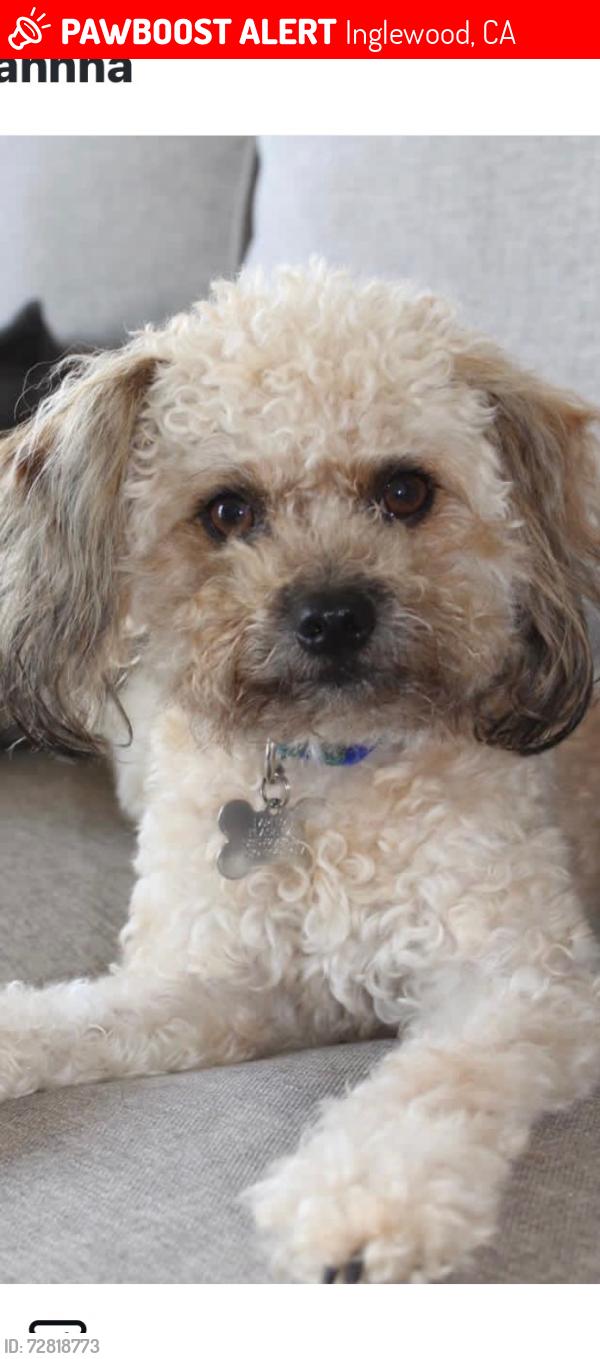 Lost Male Dog last seen 101st Street and Freeman Ave in Inglewood , Inglewood, CA 90304