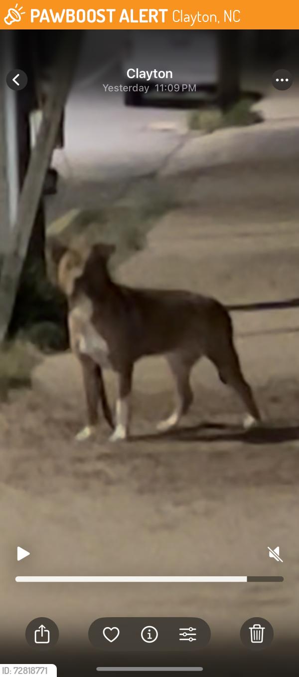 Found/Stray Unknown Dog last seen Clayton Community Garden, then running down main street, Clayton, NC 27520