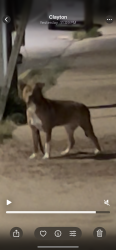 Found/Stray Unknown Dog last seen Clayton Community Garden, then running down main street, Clayton, NC 27520