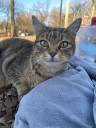Lost Female Cat last seen Waterloo and coltrane, Edmond, OK 73034