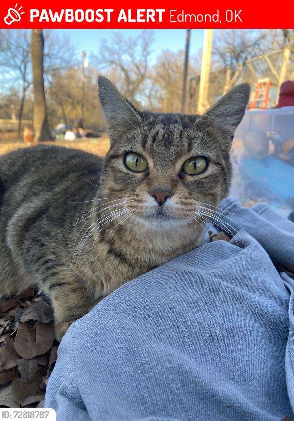 Lost Female Cat last seen Waterloo and coltrane, Edmond, OK 73034